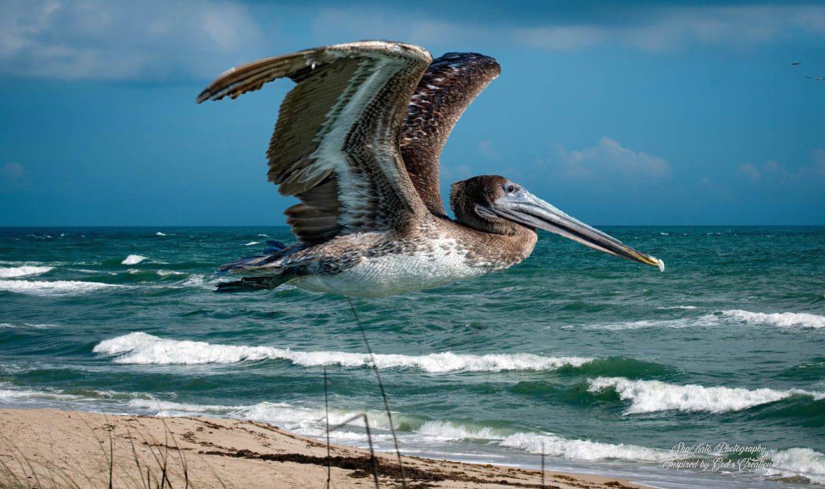 Pelican Island National Wildlife Refuge