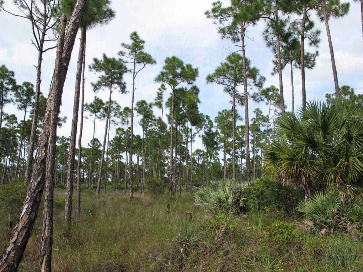 Royal Palm Beach Pines Natural Area