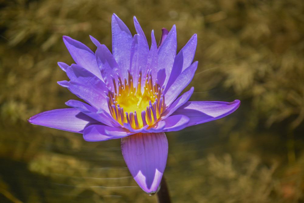 McKee Botanical Garden