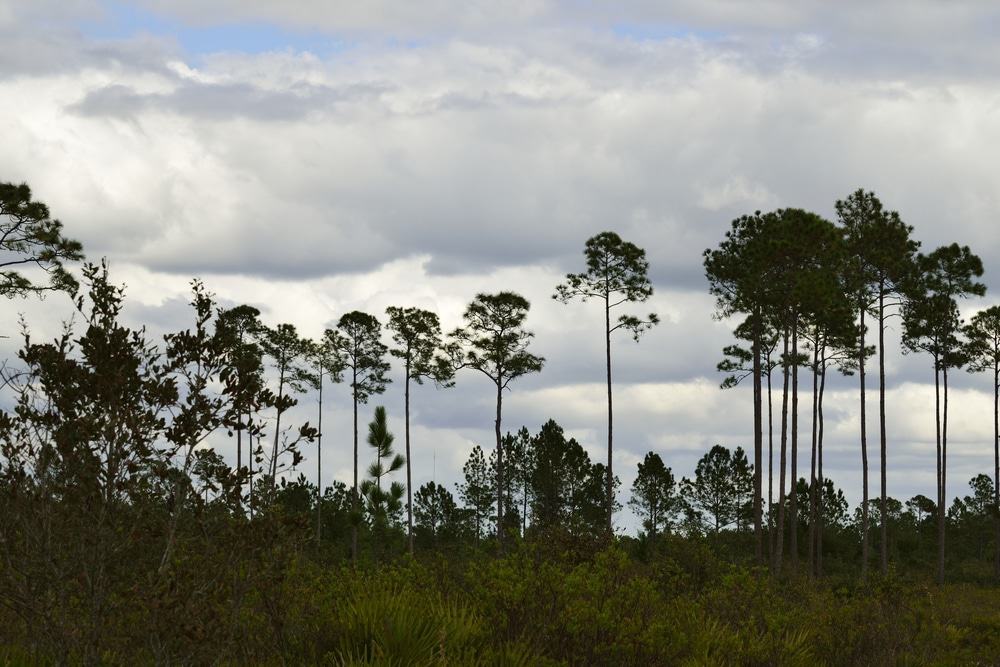Seminole State Forest