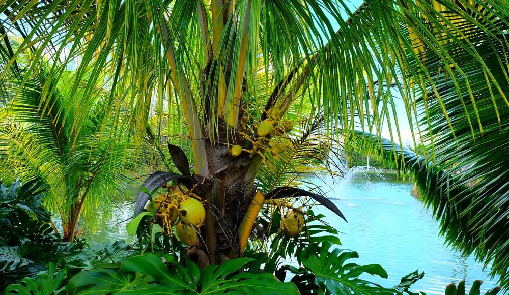 Fruit and Spice Park