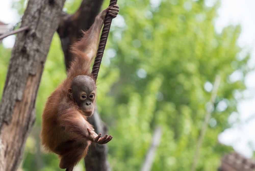 Audubon Zoo