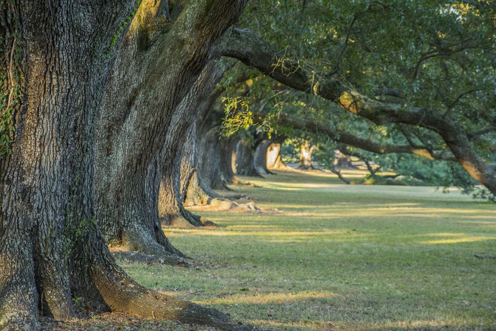 Audubon Park