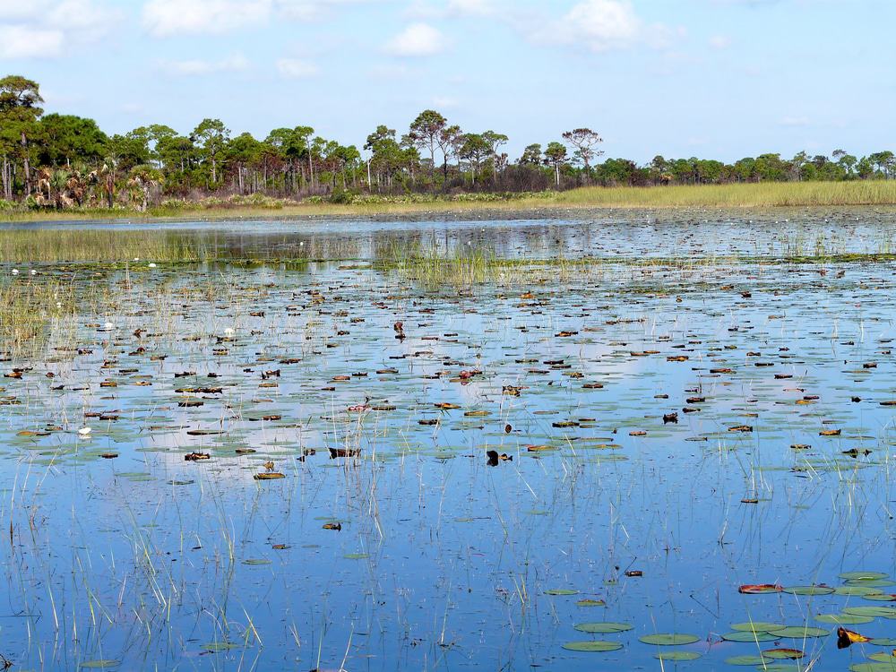 Savannas Preserve State Park