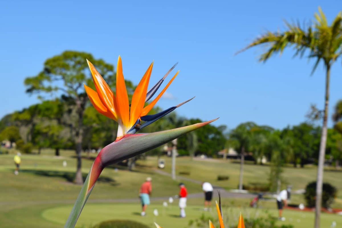 Rockledge Country Club