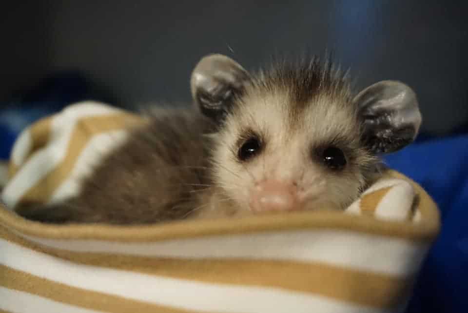 Sawgrass Wildlife Hospital And Nature Center