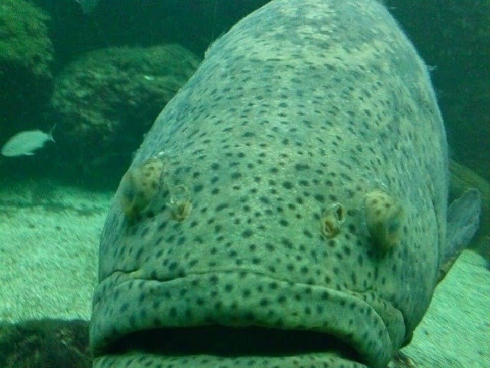 Tarpon Springs Aquarium