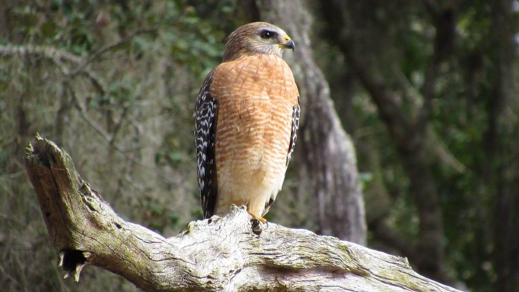 Jay B. Starkey Wilderness Park