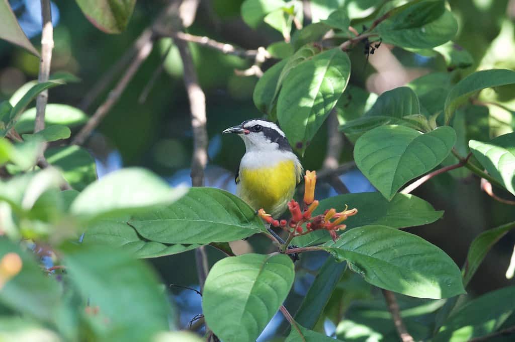Richardson Historic Park and Nature Preserve