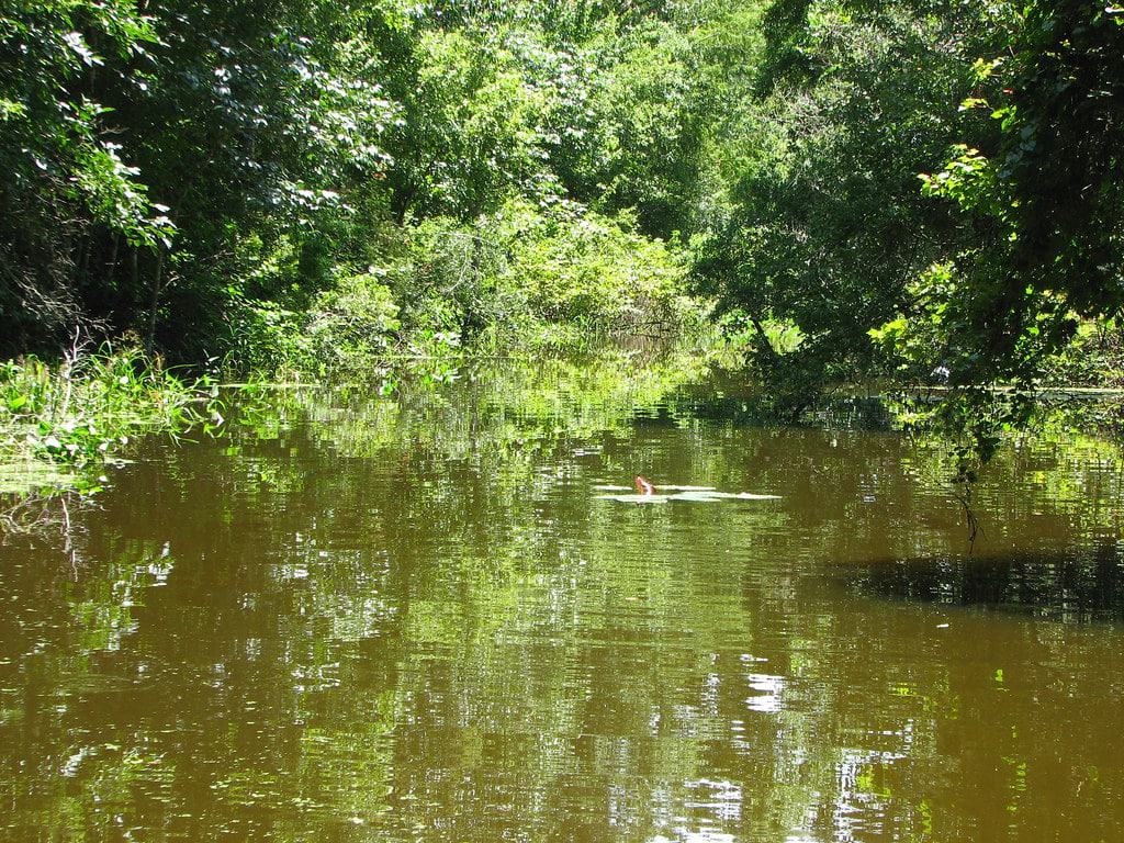 Flat Island Preserve, Leesburg