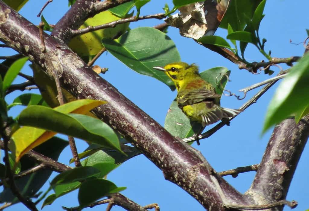 Lantana Nature Preserve