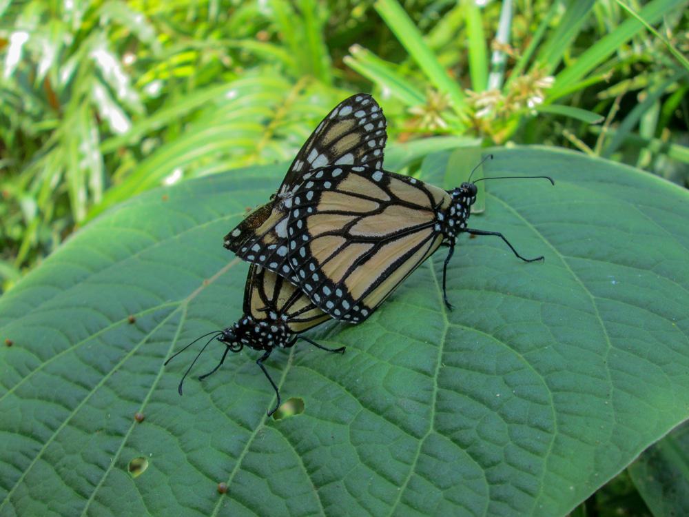 Key West Butterfly and Nature Conservancy