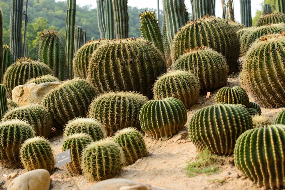 Desert Botanical Garden