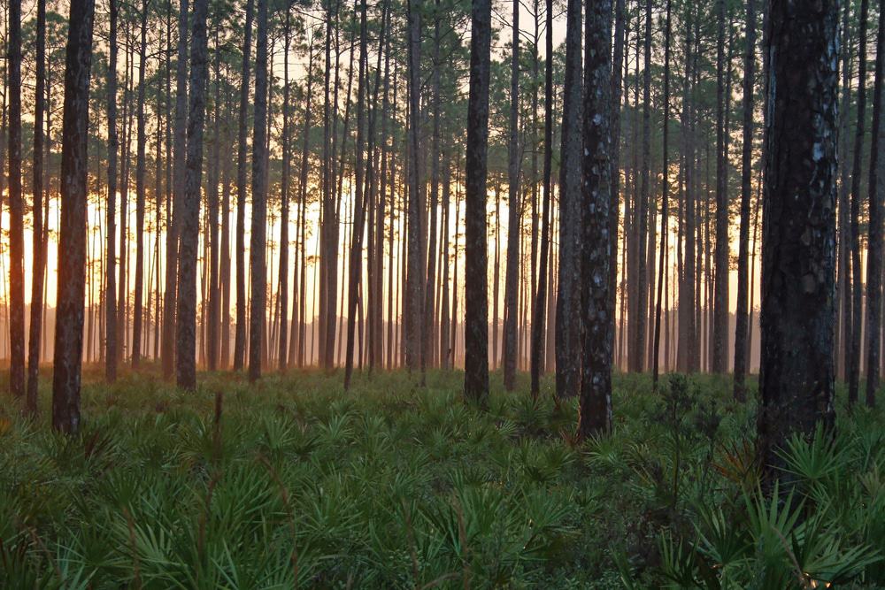 Osceola National Forest