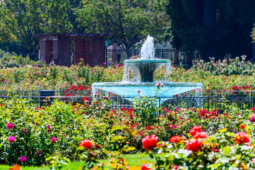 Municipal Rose Garden, San Jose