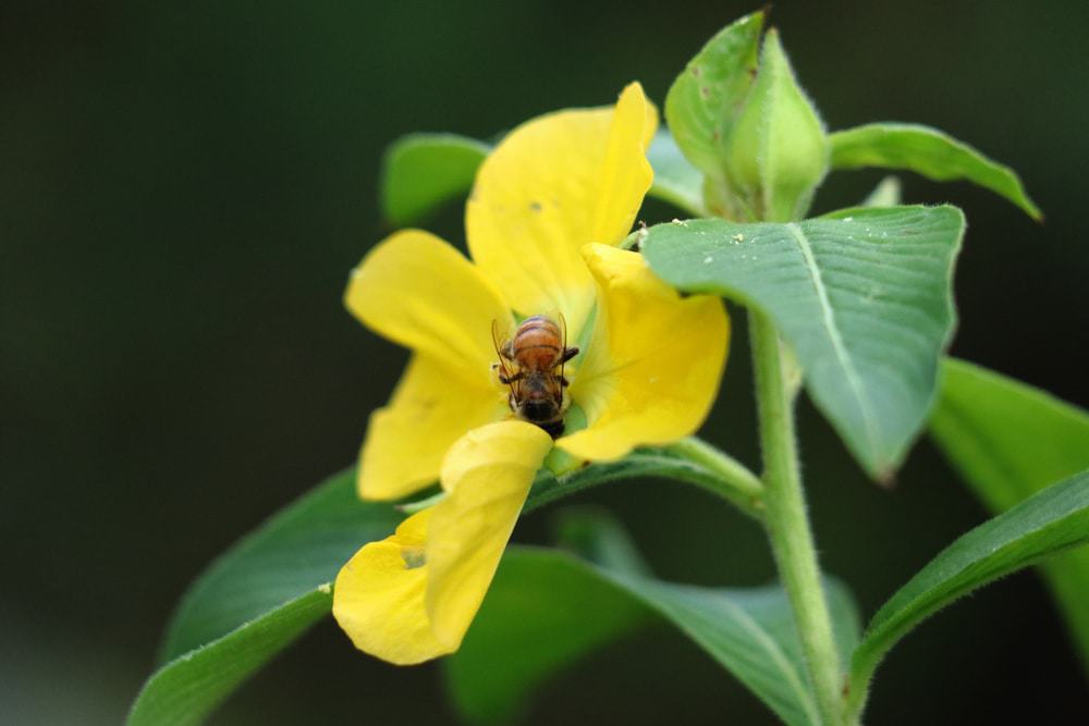 Tall Cypress Natural Area