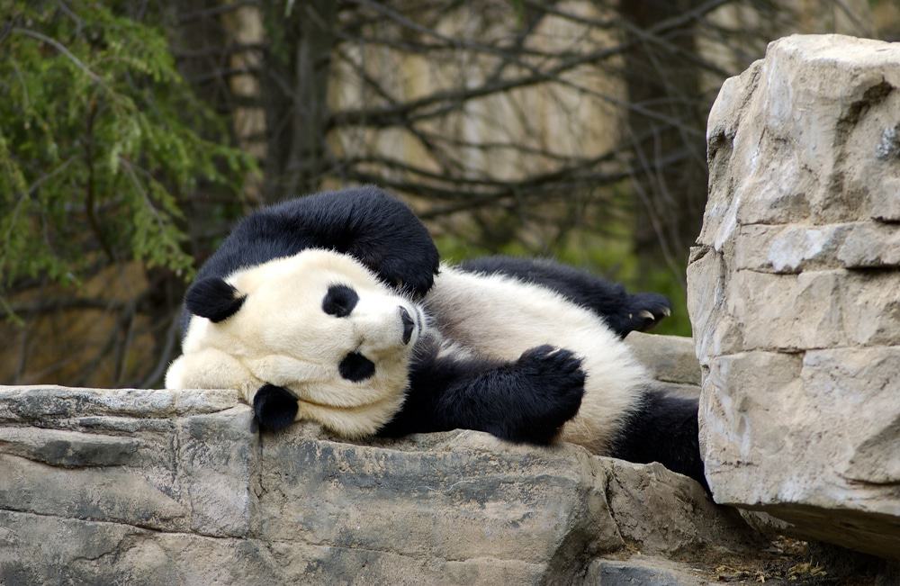 Smithsonian National Zoo, DC