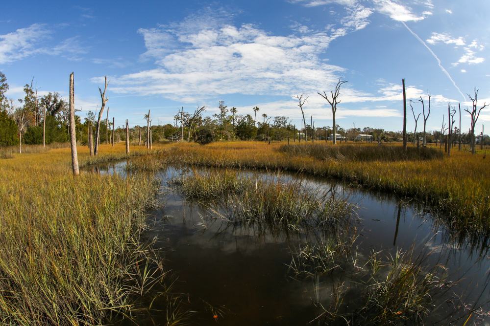 Cradle Creek Preserve