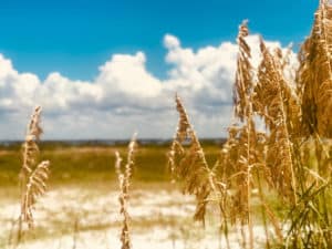 15 Best Things to Do in New Port Richey (FL) - The Crazy Tourist