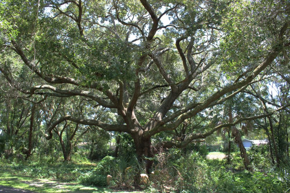 Upper Tampa Bay Park