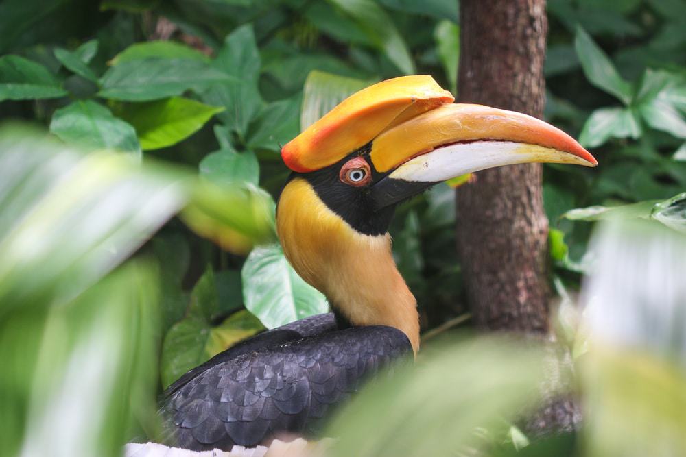 Zoo Tampa at Lowry Park