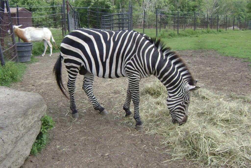 Action Wildlife Foundation