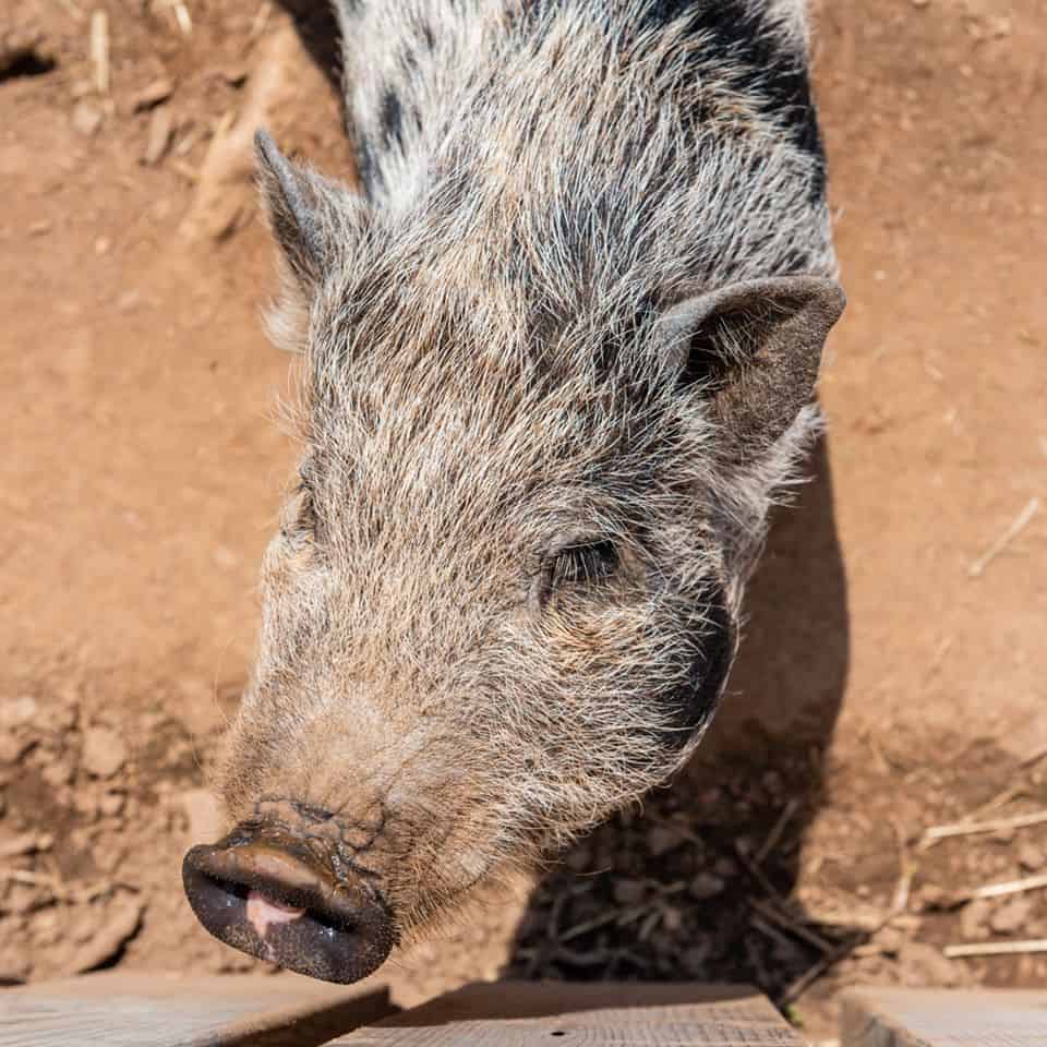 Farmer Joe's Gardens