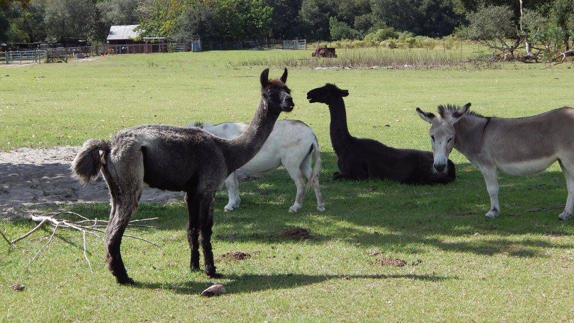 Uncle Donald’s Farm