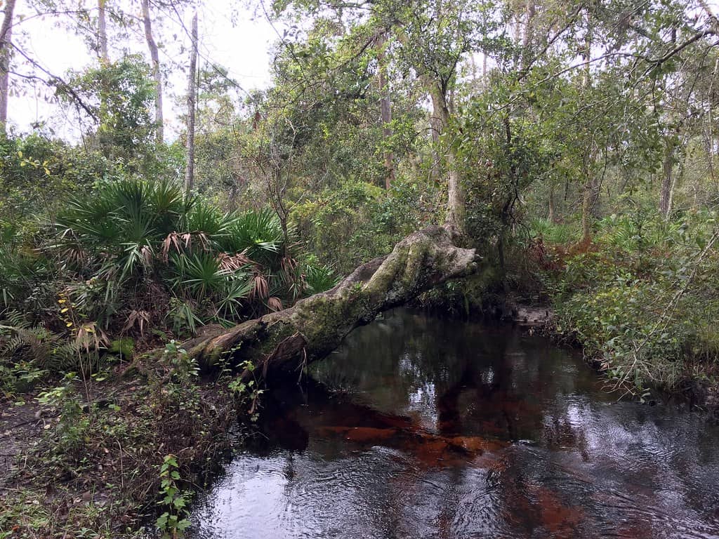 Spring Hammock Preserve