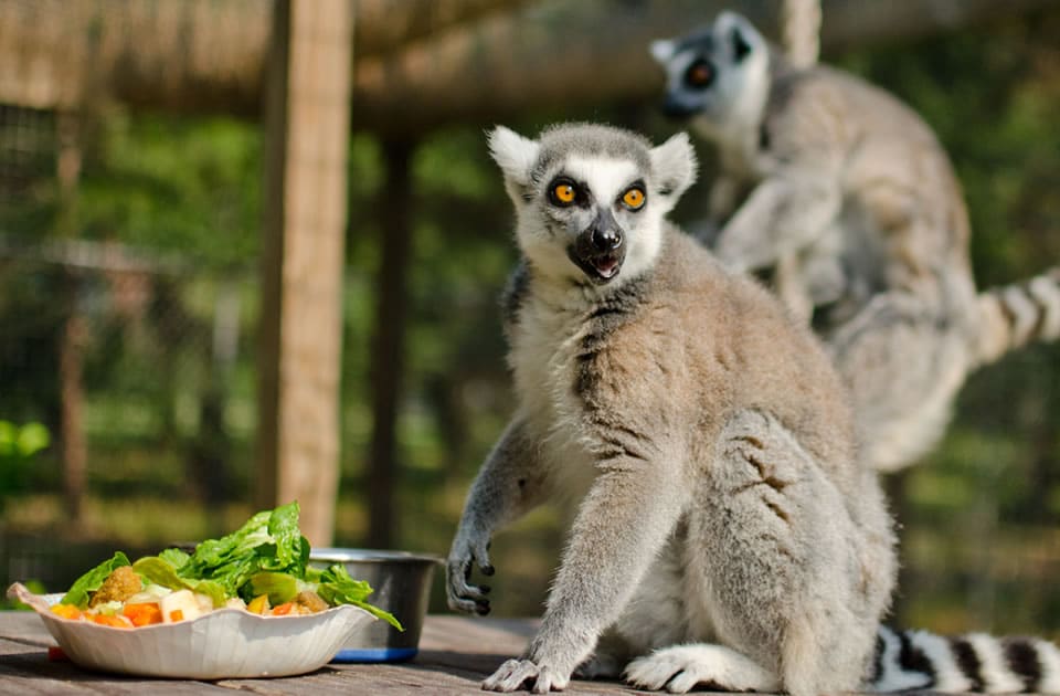 Carson Springs Wildlife Conservation Foundation