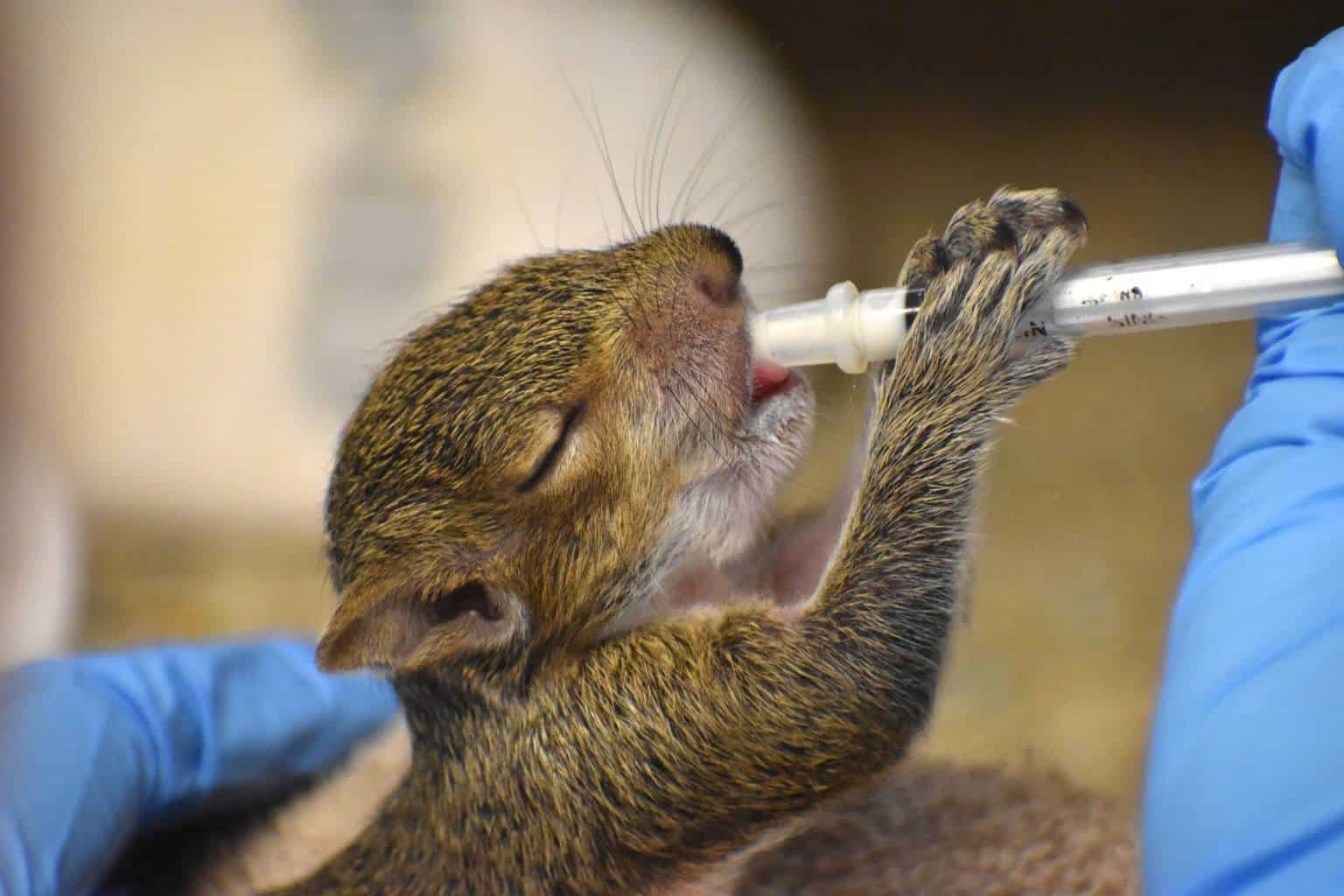 Clinic For The Rehabilitation Of Wildlife