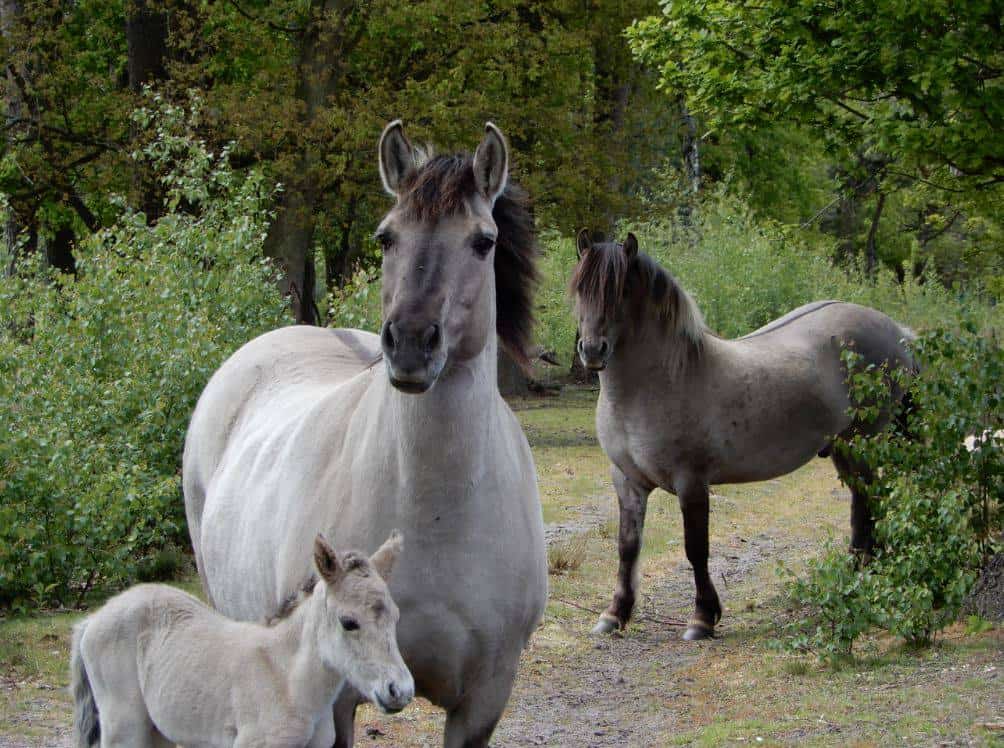 Landschap De Liereman
