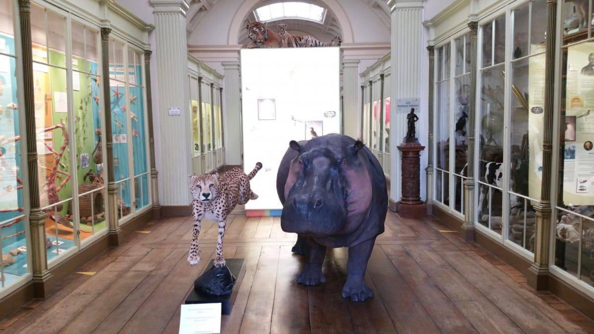 Musée d'Histoire Naturelle de Tournai
