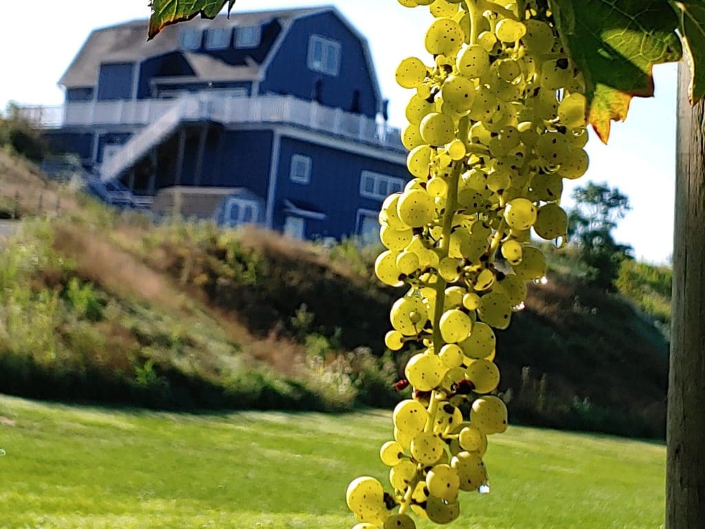 Preston Ridge Vineyard