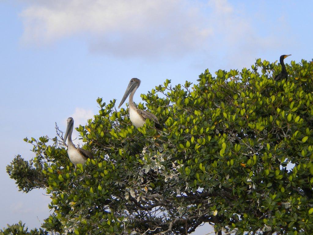 Sunset Rookery Paddle