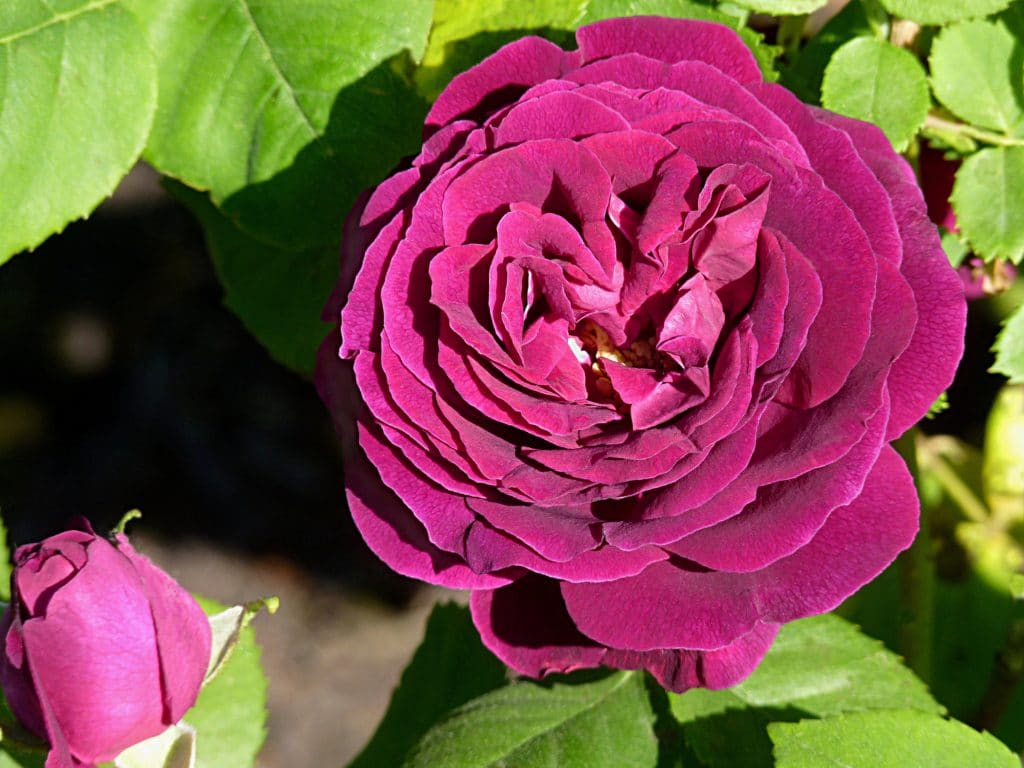 Internationale Rozentuin Kortrijk