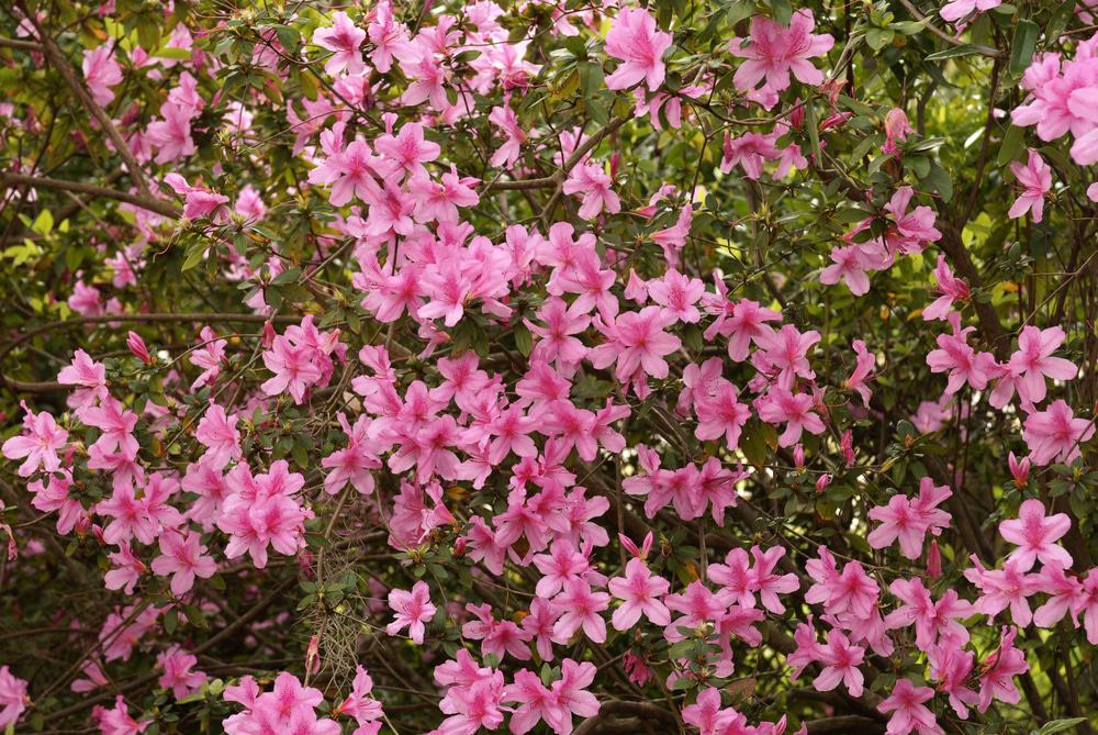 Azalea