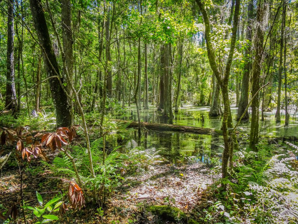 San Felasco Hammock Preserve State Park
