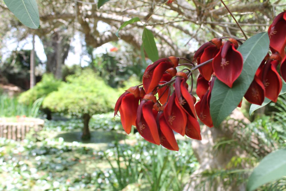 Jardins Exotiques de Bouknadel