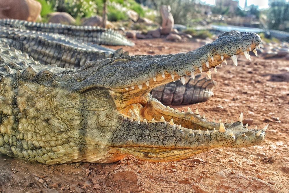 Crocoparc, Agadir