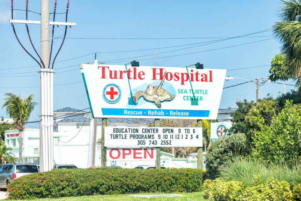 Turtle Veterinary Hospital