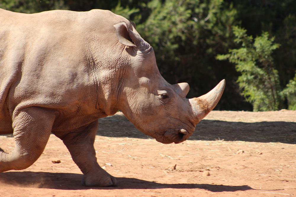 National Zoo, Rabat