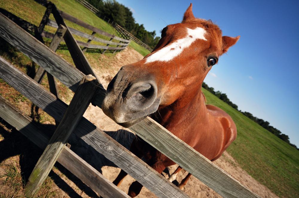 Retirement Home for Horses at Mill Creek