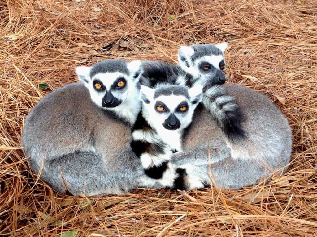 Emerald Coast Zoo