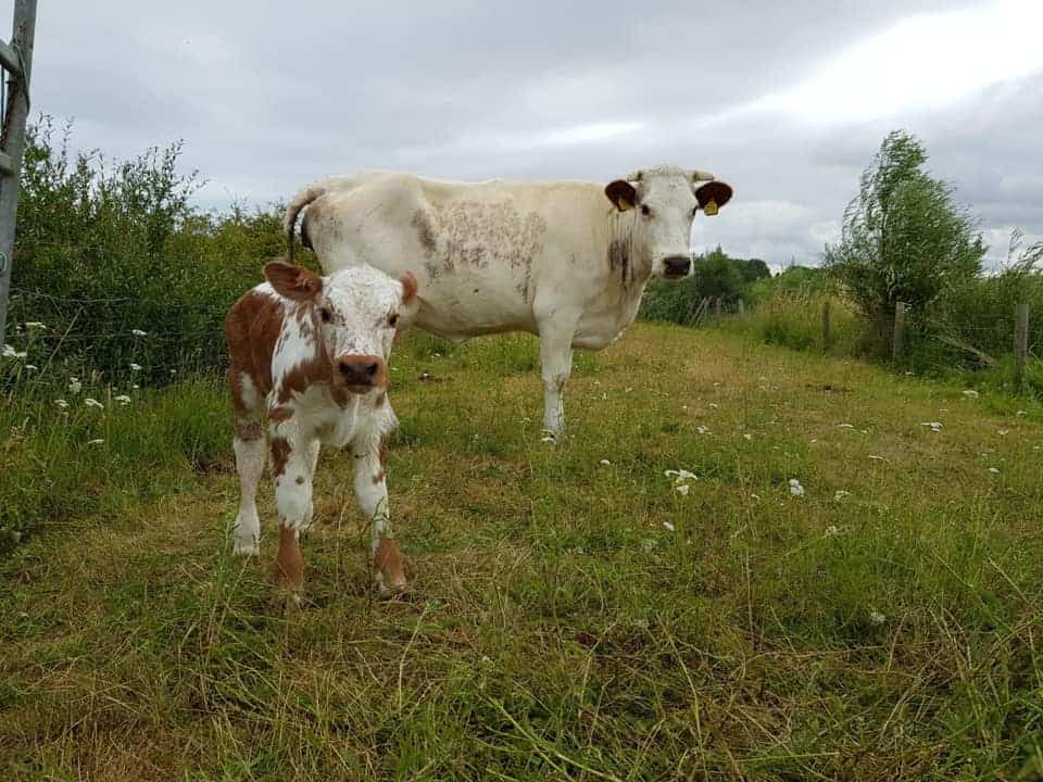 Groese Polders