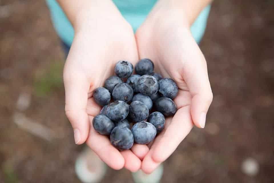 Lake Catherine Blueberries