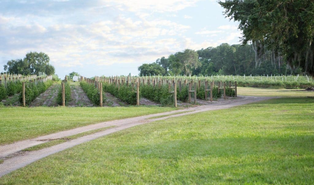Lake Catherine Blueberries