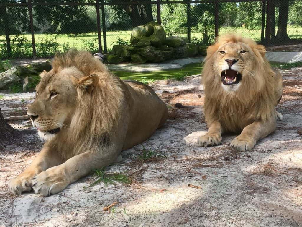 Mystic Jungle Educational Facility Inc.