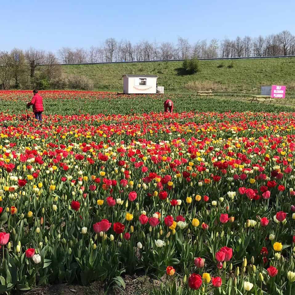 Pluktuin La Fleur