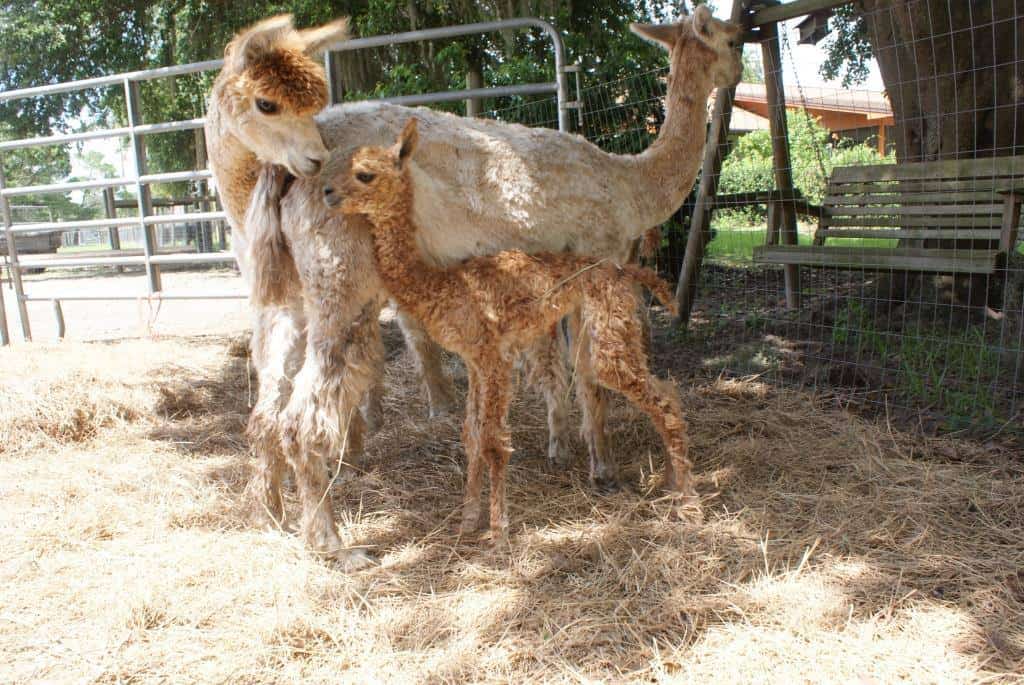 Sweet Blossom Alpaca Farm